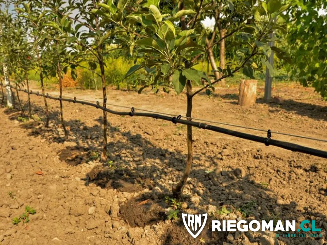 Proyecto de riego automático en Chicureo: parcela con jardín y zona frutal