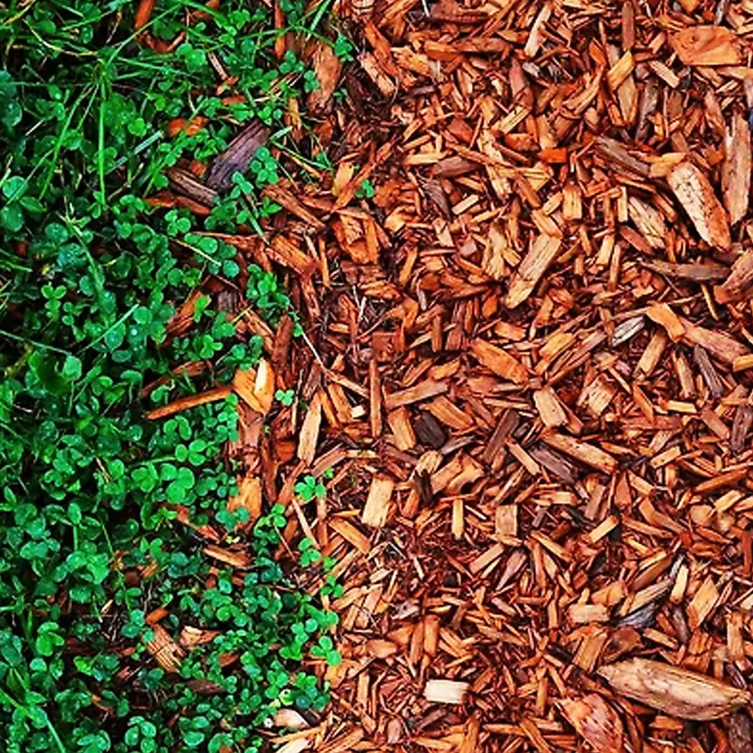 Mulch de madera de color